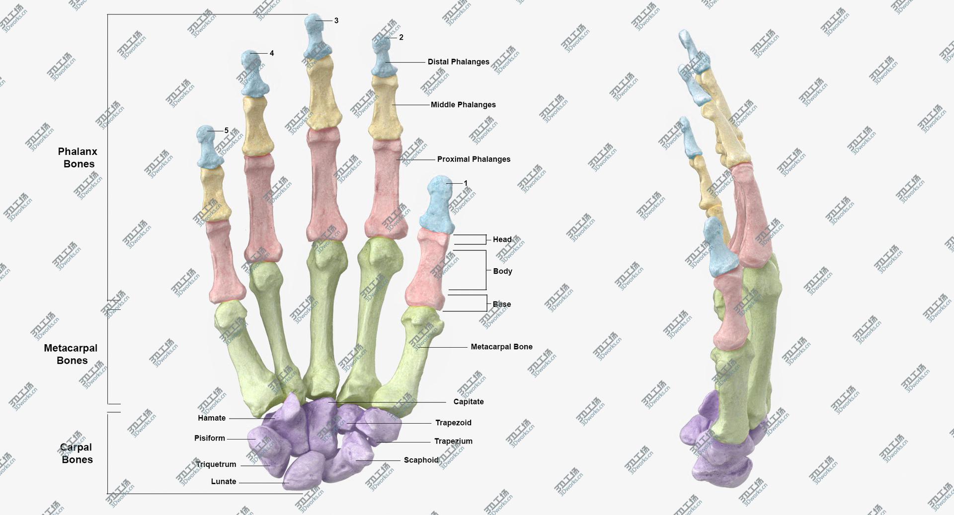 images/goods_img/2021040231/Real Wire Mounted Human Hand Skeleton Model 3D model/3.jpg